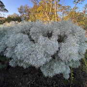 Tree Wormwood