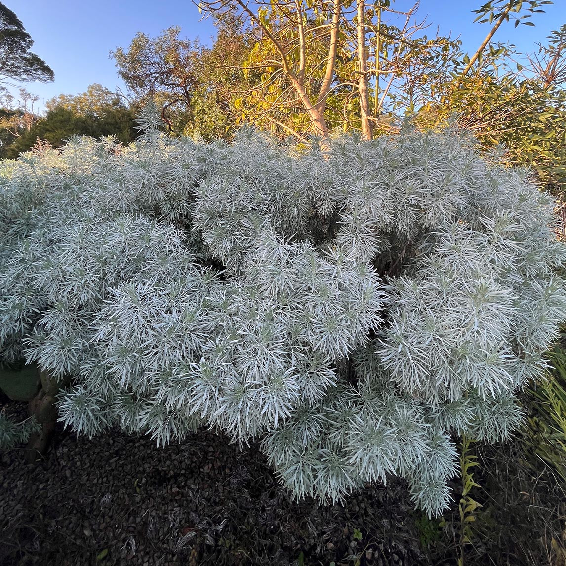 Tree Wormwood