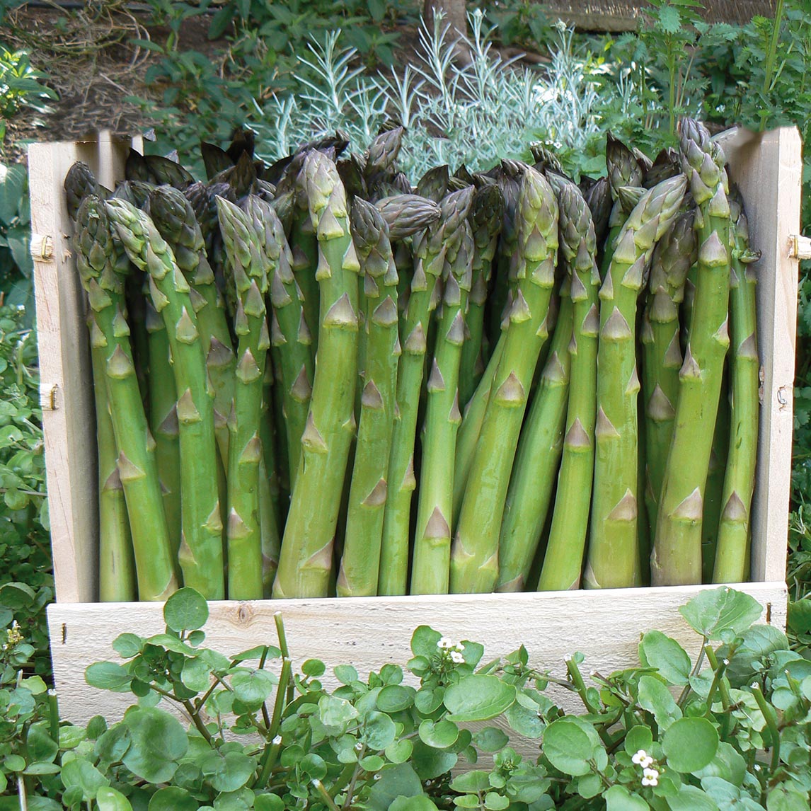 Asparagus 'Fat Bastard' - Potted plant