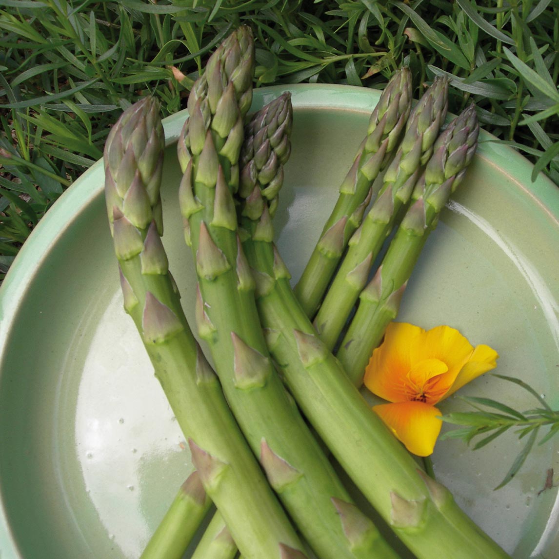Asparagus 'Fat Bastard' - Potted plant