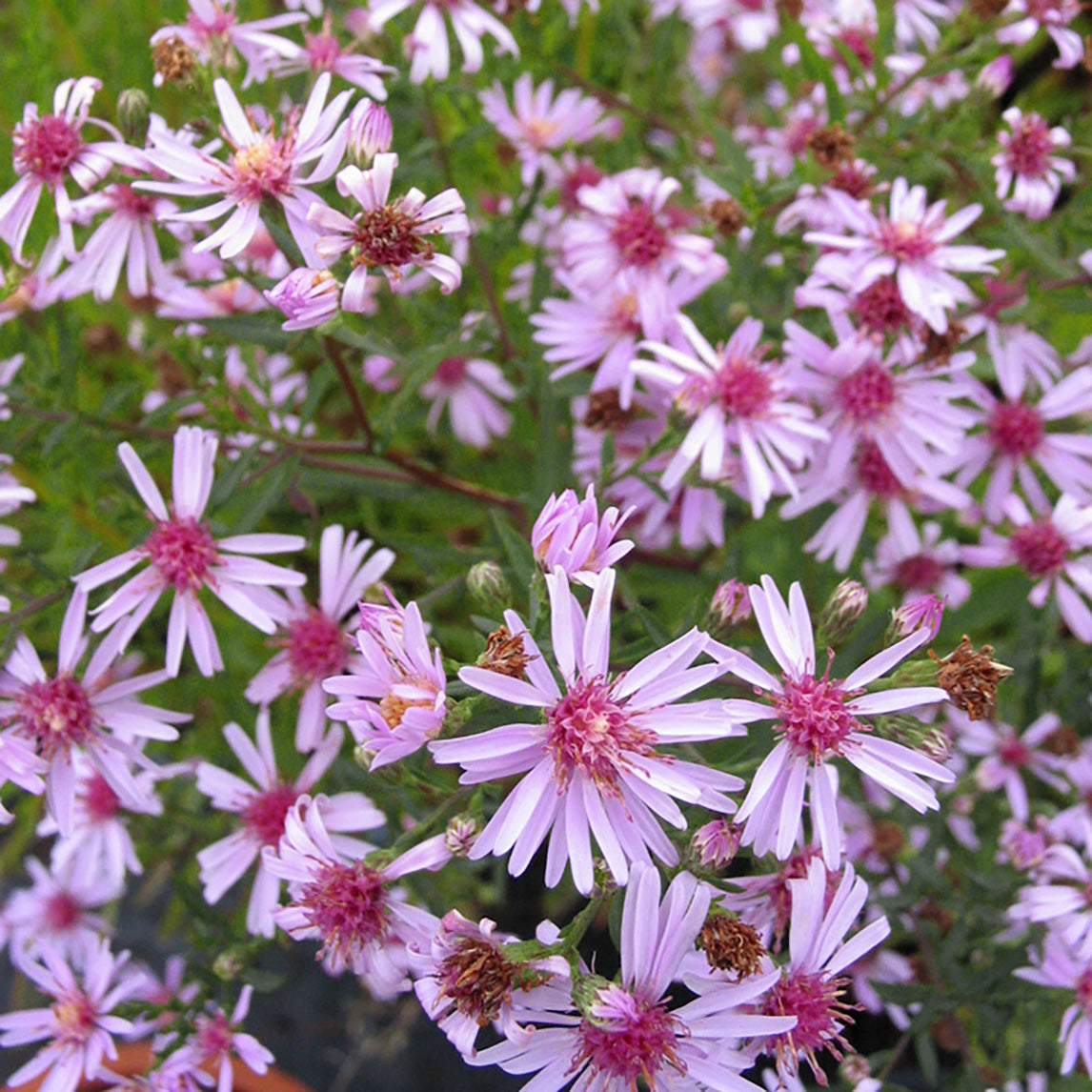 Aster ‘Coombe Fishacre’