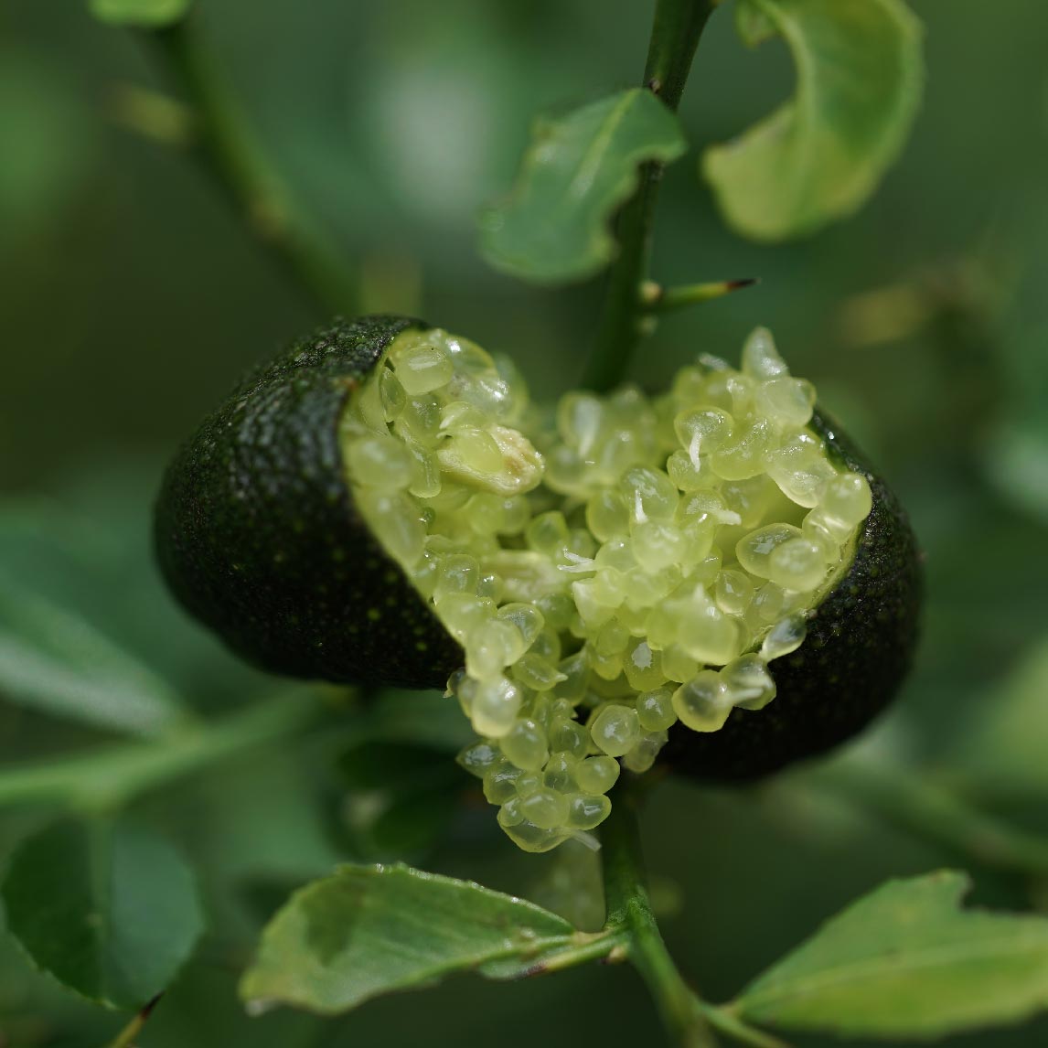 Finger Lime