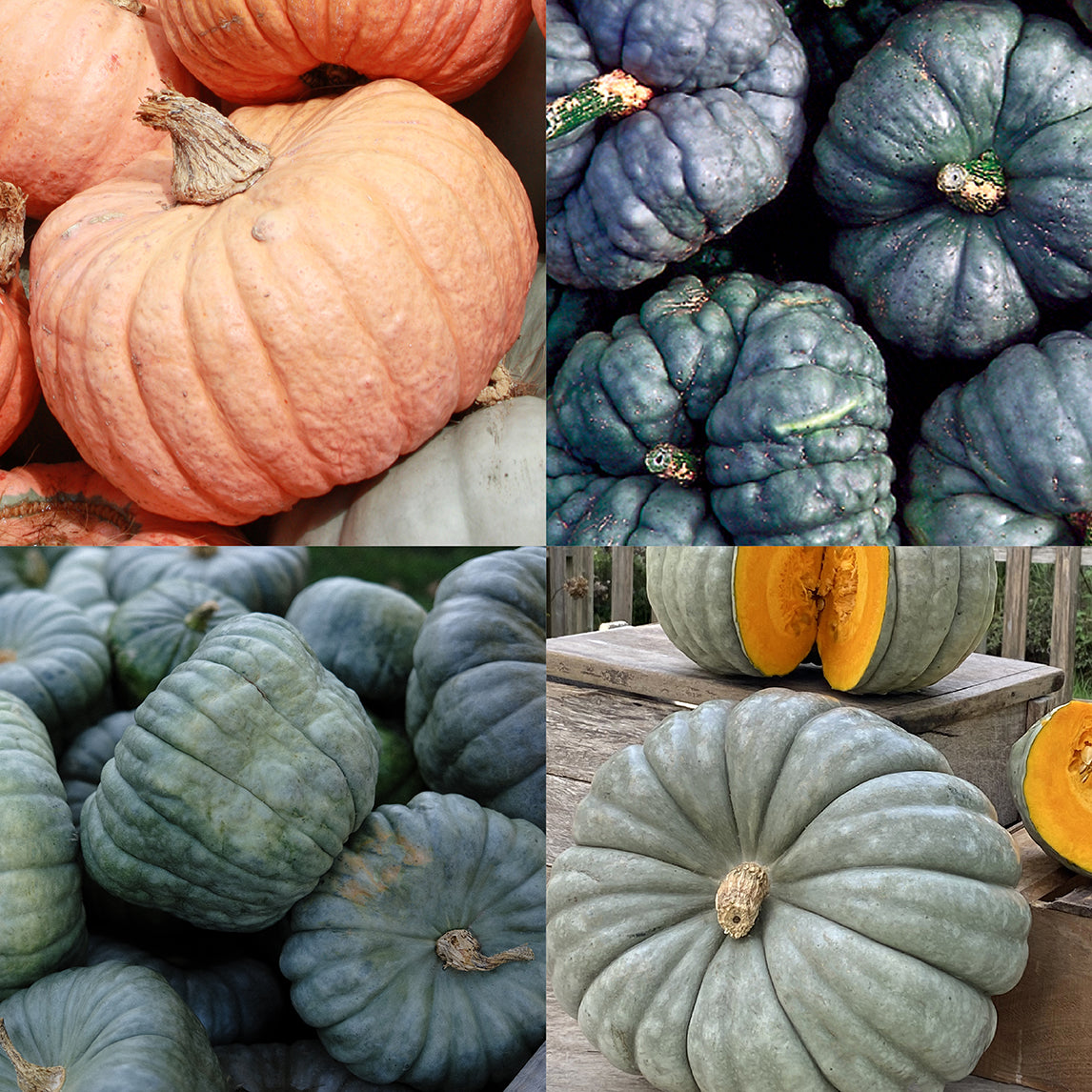 Australian Heirloom Pumpkin Collection
