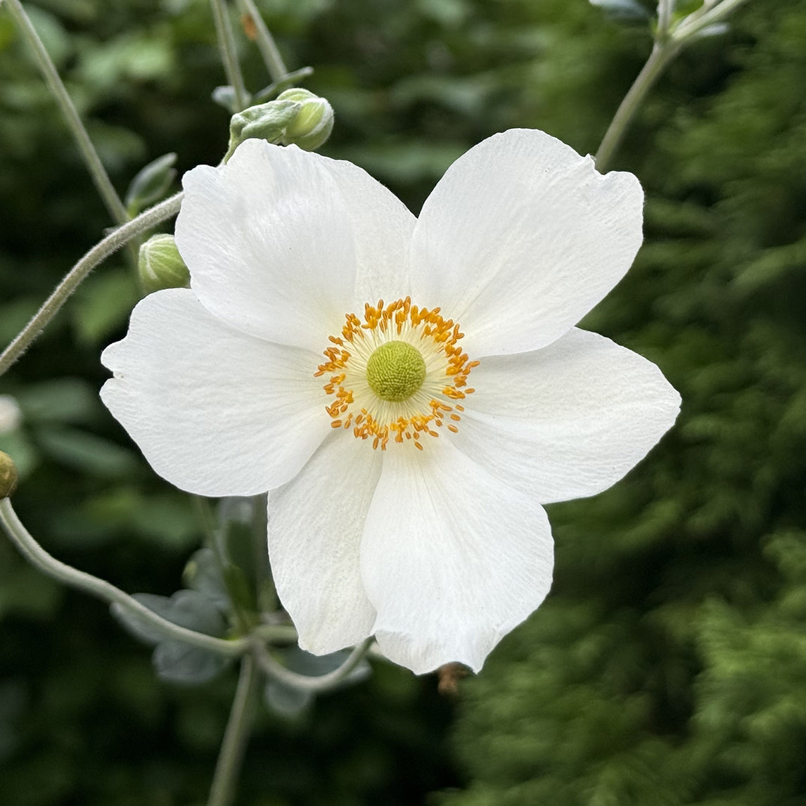 Anemone White (20 Bulbs)