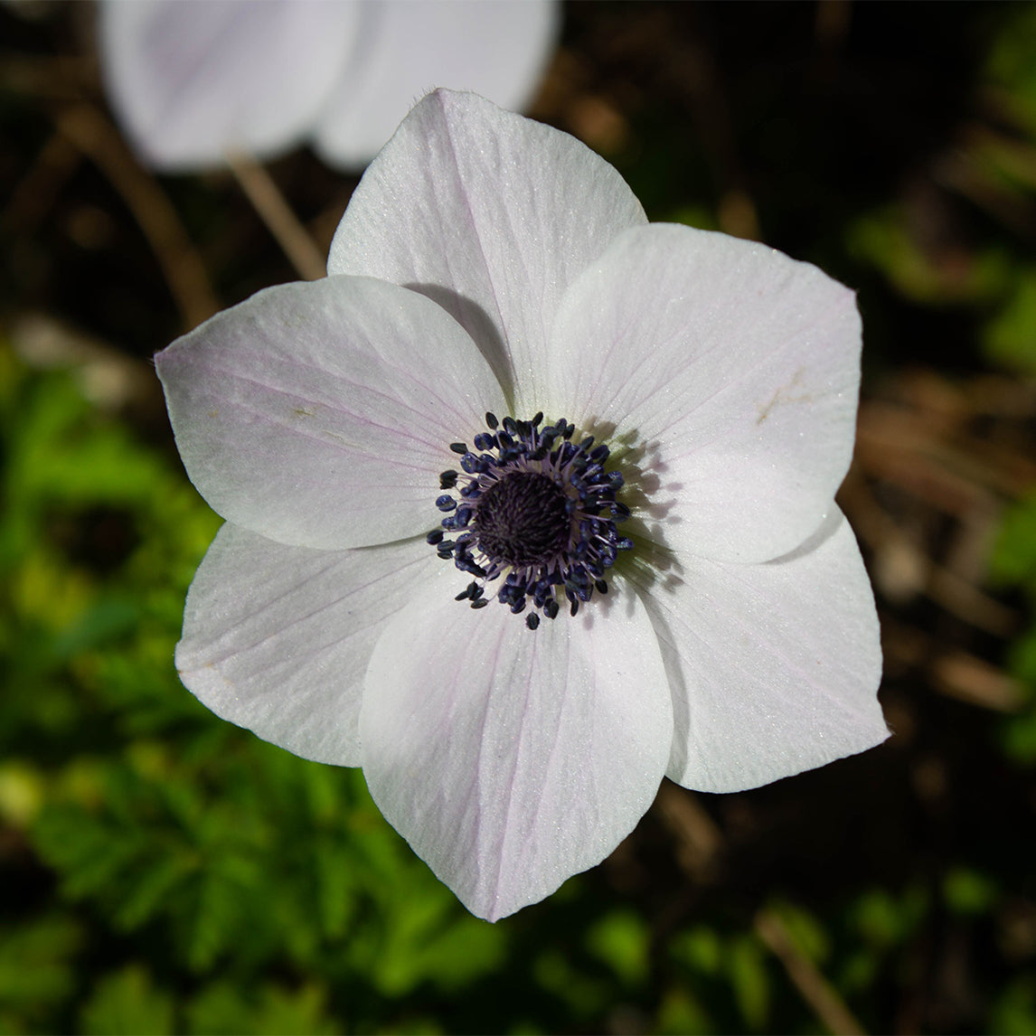 Anemone 'White' (20 Bulbs)