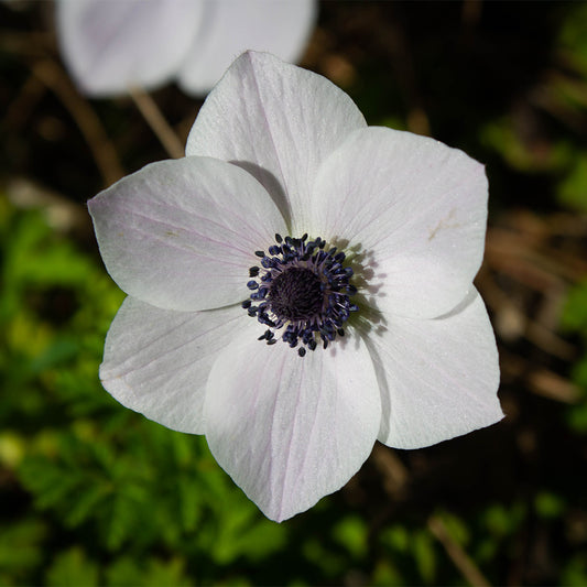 Anemone 'White' (20 Bulbs)