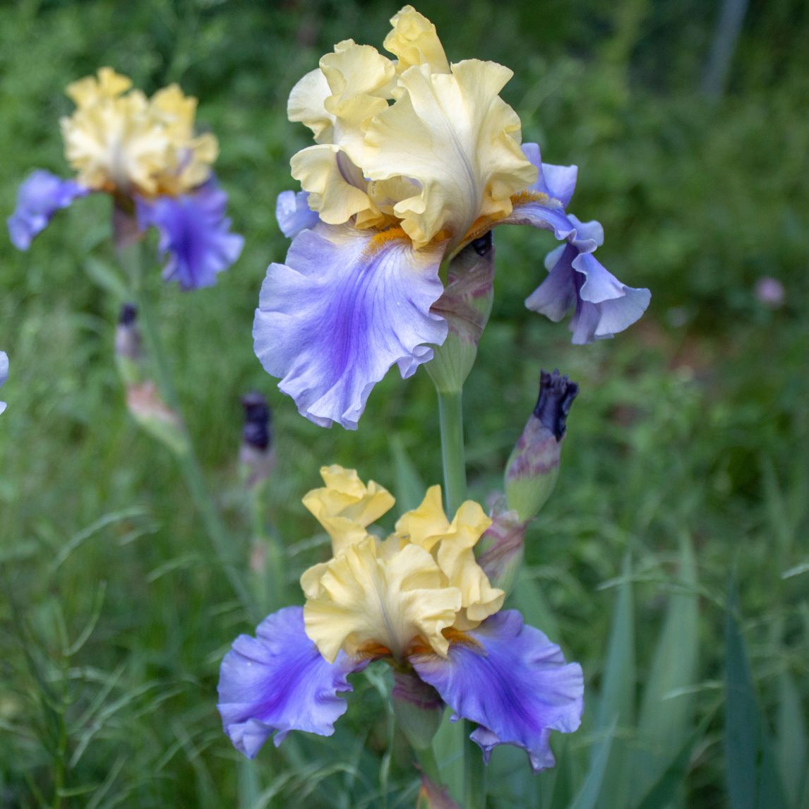 Bearded Iris 'Edith Wolford' 3 Rhizomes
