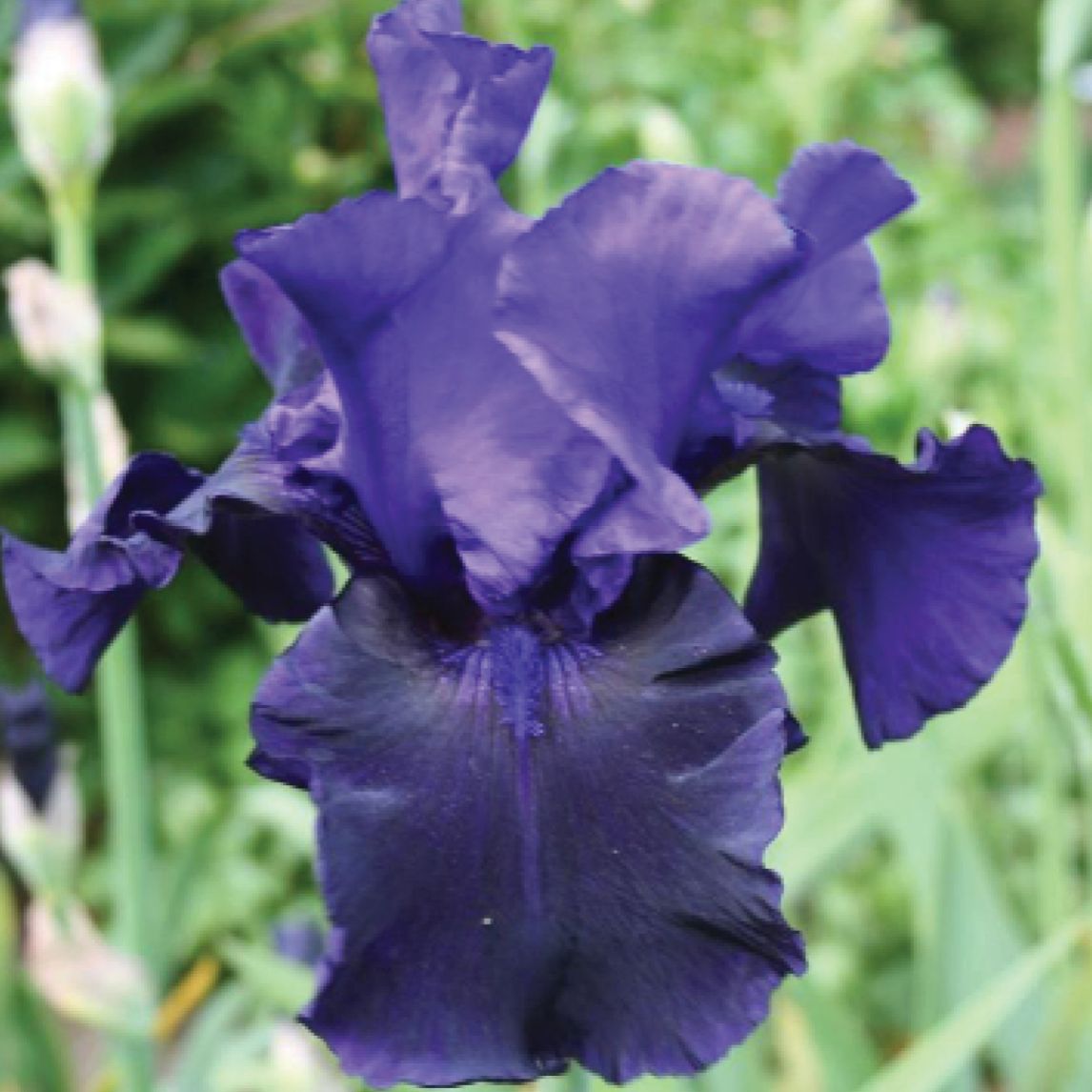 Bearded Iris ‘Midnight Blue’ (3 Rhizomes)
