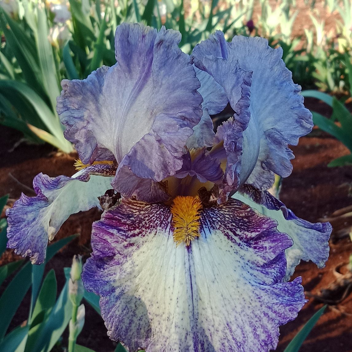 Bearded Iris 'Silver Stitch' (3 Rhizomes)