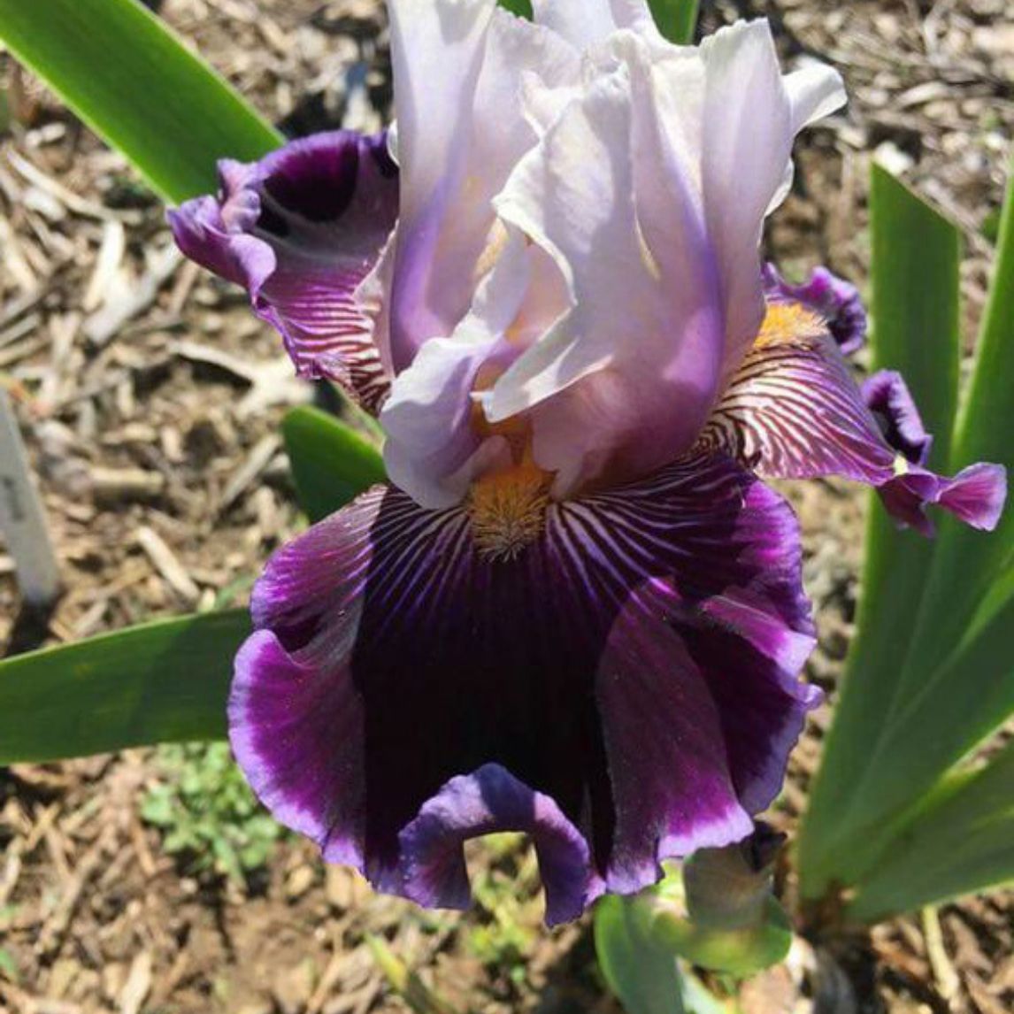 Bearded Iris 'Wild Vision' (3 Rhizomes)