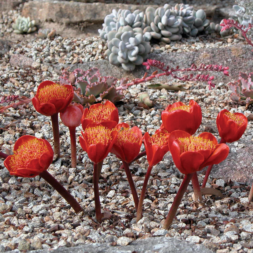 lily flower australia Blood Lily 'Red'