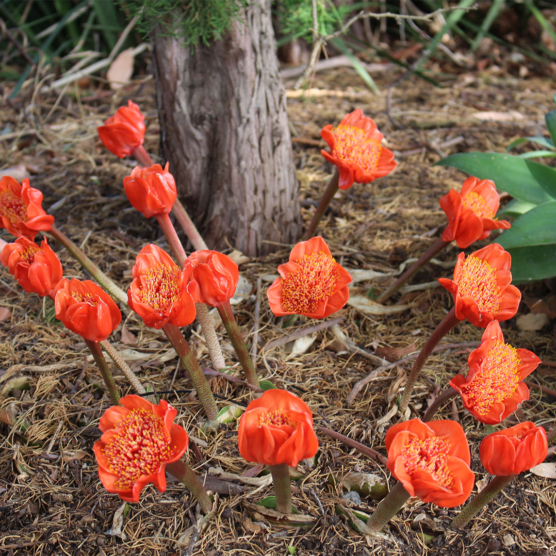 Blood Lily 'Red'