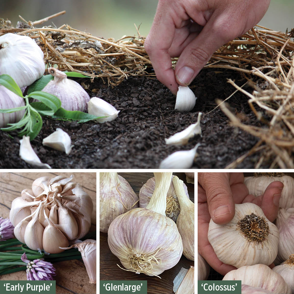 Early Spring Garlic Garlic - Early Collection - The Diggers Club