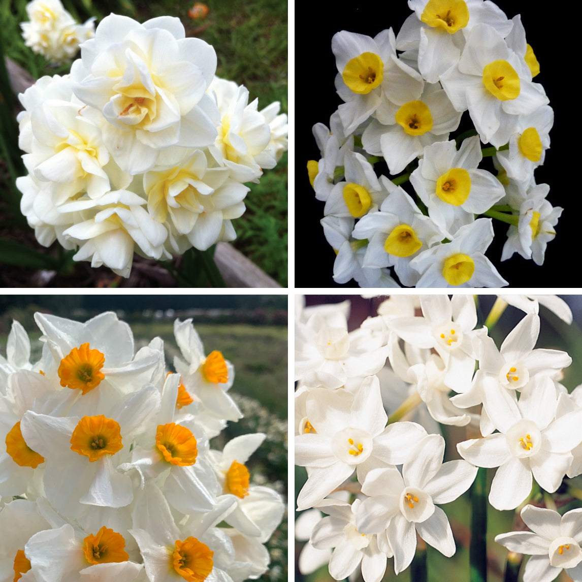 Fragrant Jonquil Collection