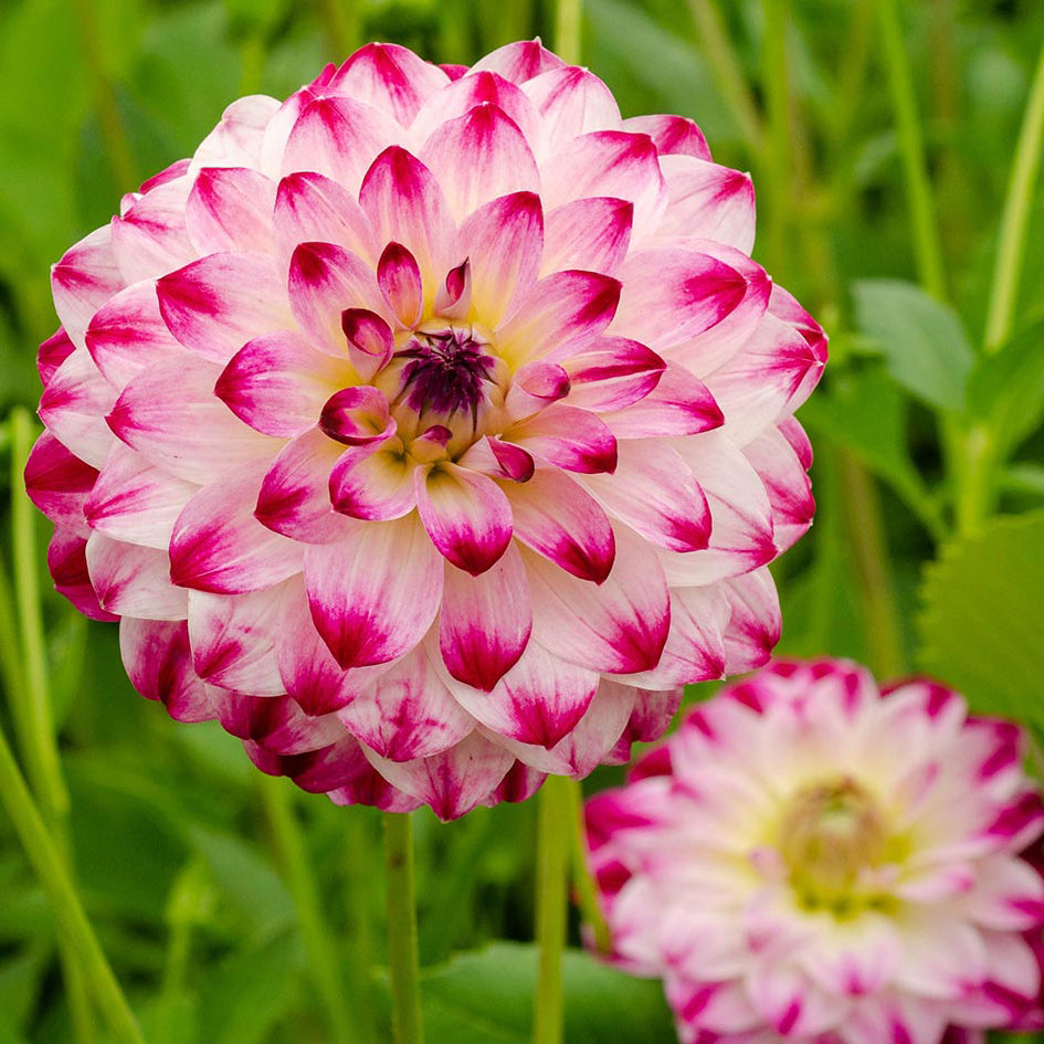 Dahlia 'Atlantic Jewel'