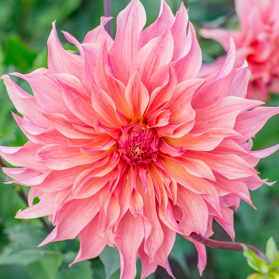 Dahlia 'Carlos Watermelon'