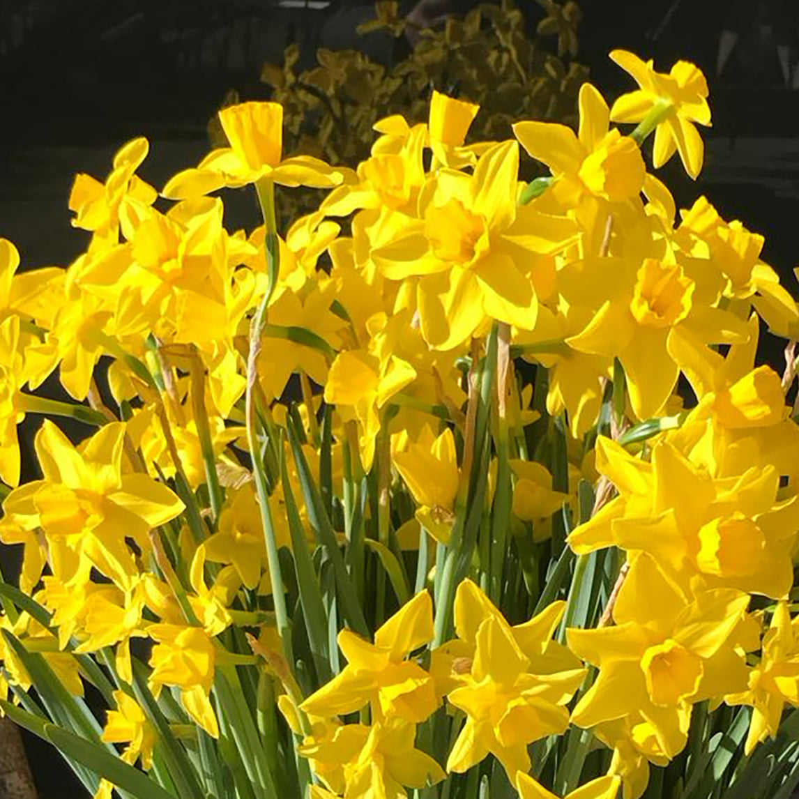 Daffodil 'Golden Carpet'