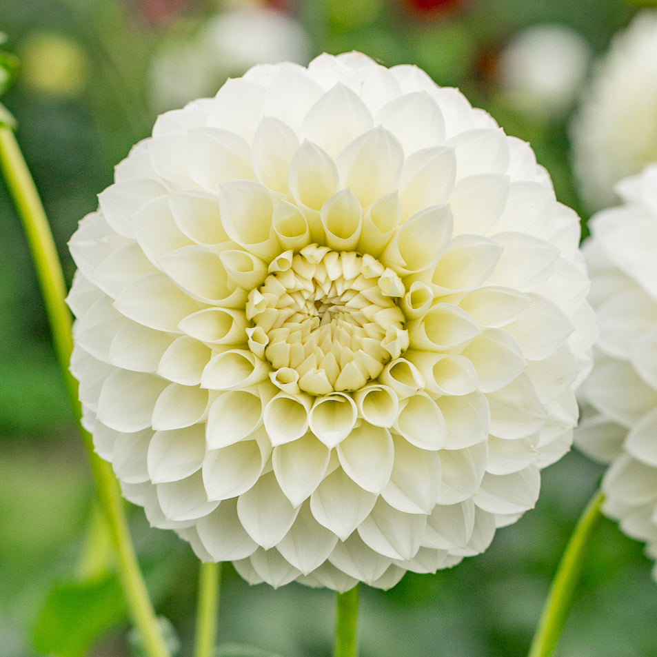Dahlia 'Boundary Snowflake'