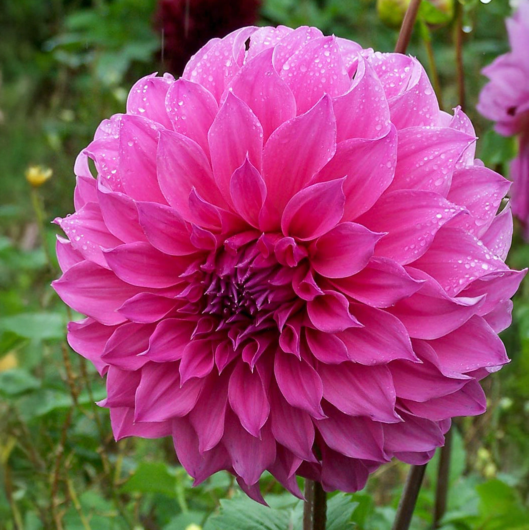 Dahlia 'Candy' (1 Tuber)