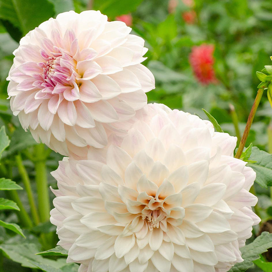Dahlia 'Cinderella' (1 Tuber)