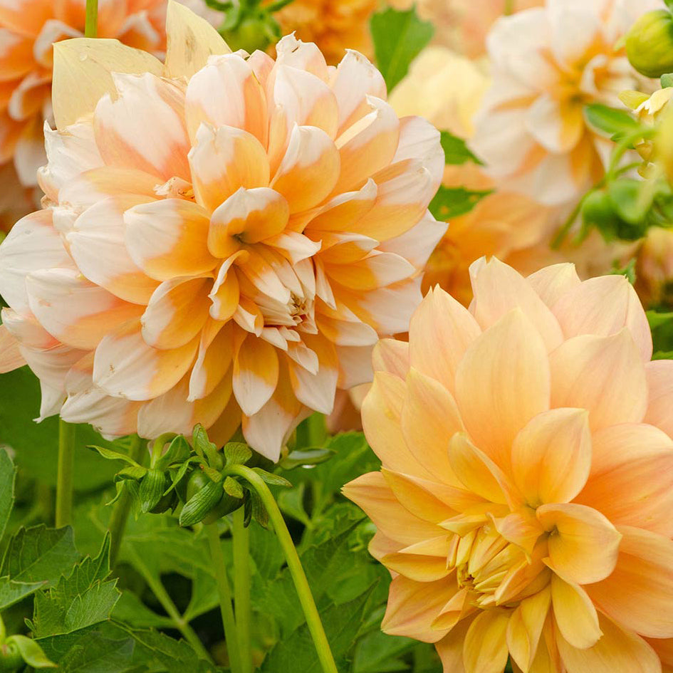 Dahlia 'Cornflakes'