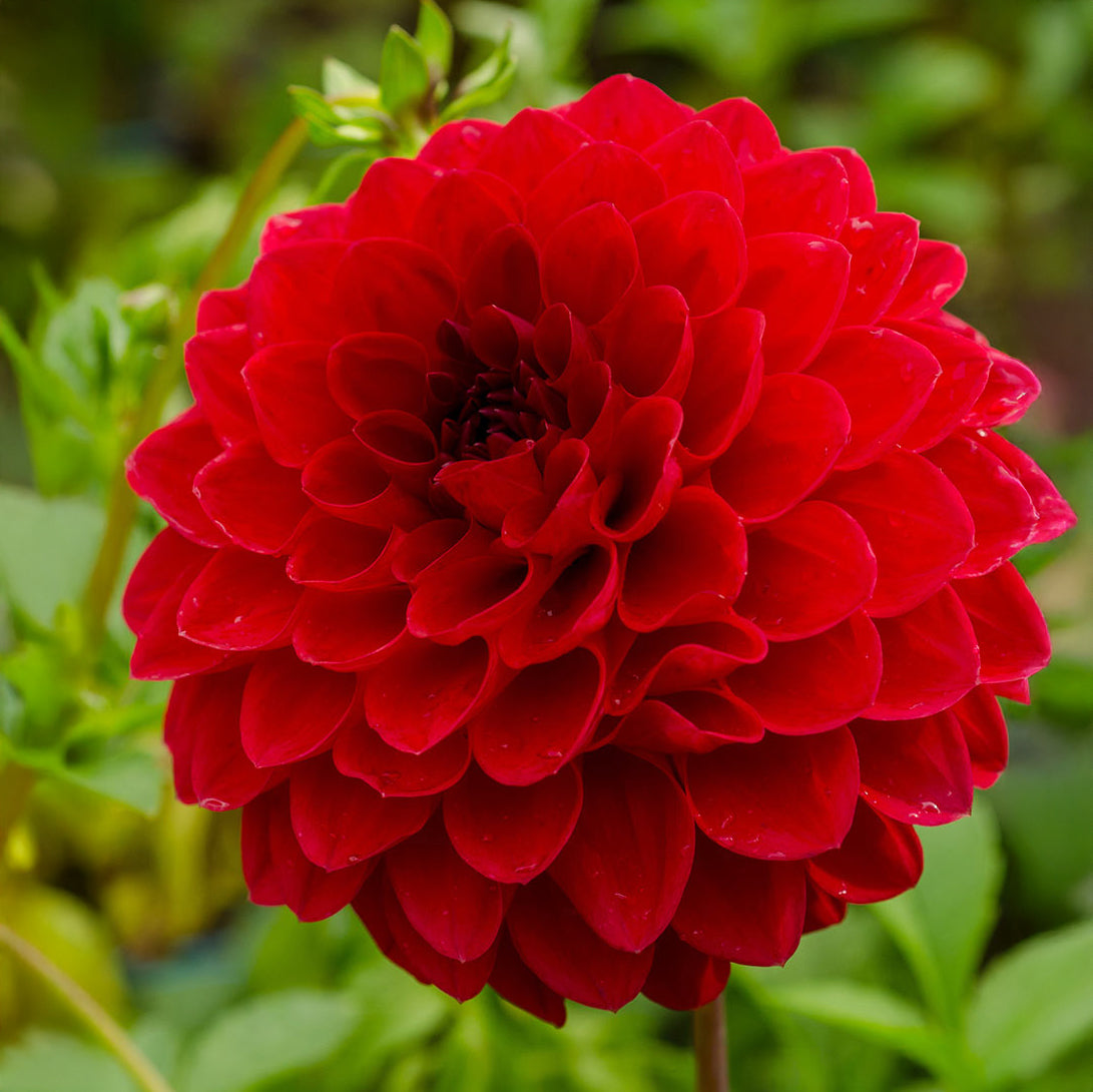 Dahlia 'Dragons Blood'