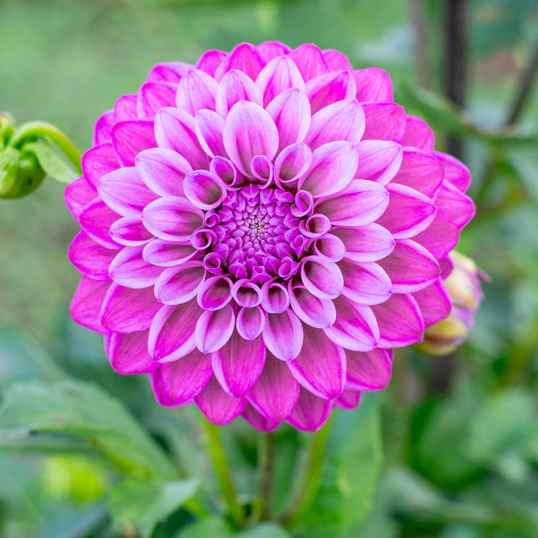 Dahlia 'Florelie Jeanette' Tuber