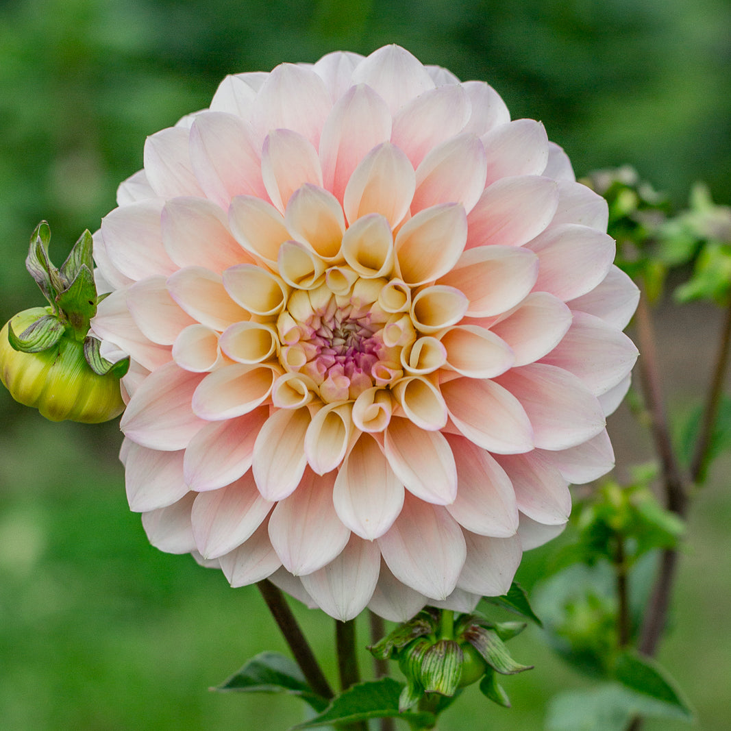 Dahlia 'Florelie Pirouette'