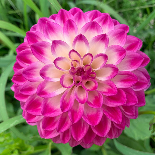 Dahlia 'Formby Stacey' Tuber