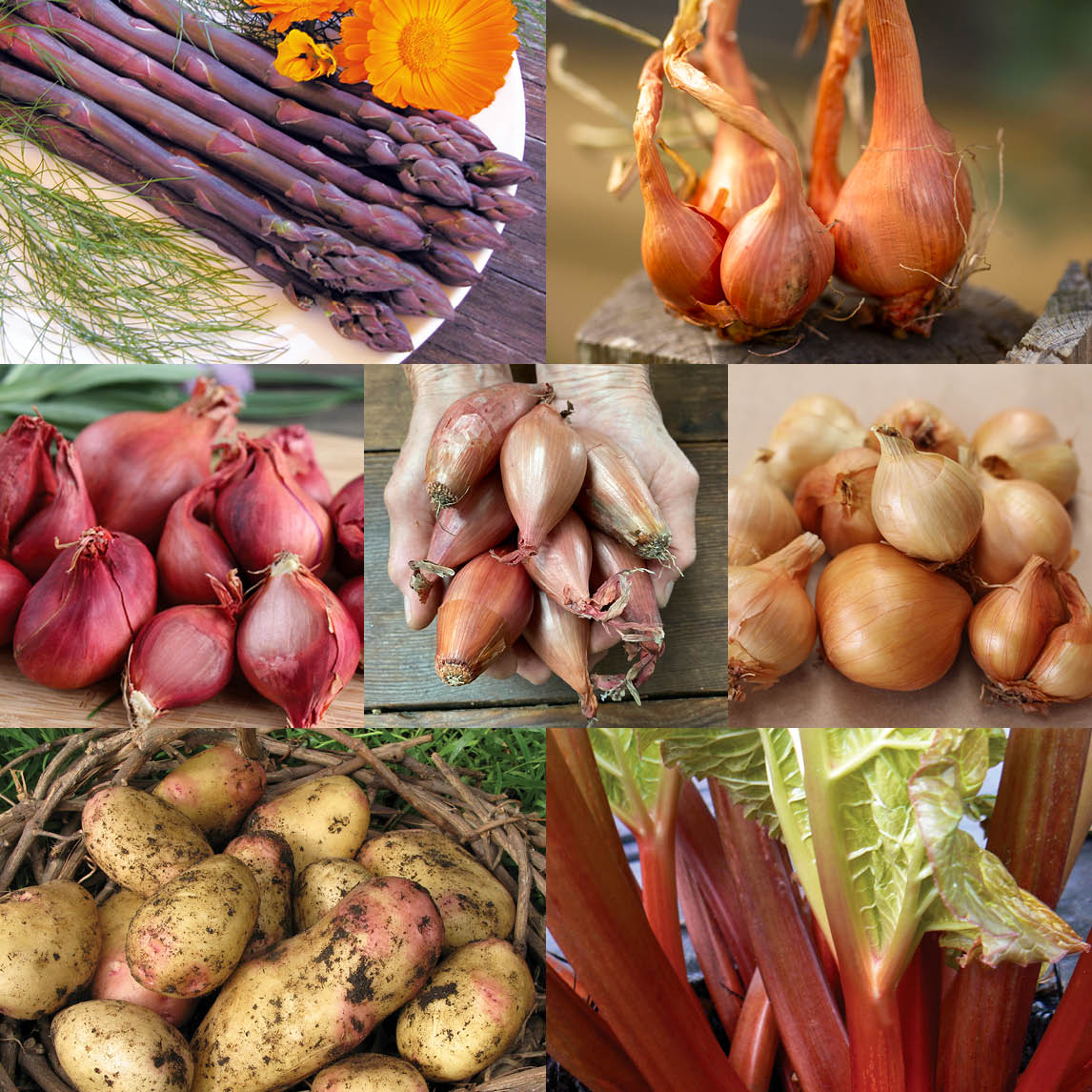 Diggers Harvest Collection - Members Save Over 50%