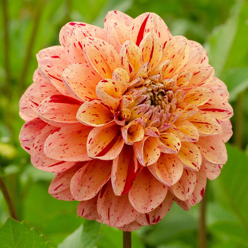 Dahlia 'Homicide' (1 Tuber)
