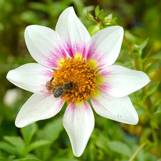 Dahlia 'XanZu Honeybee' Tuber