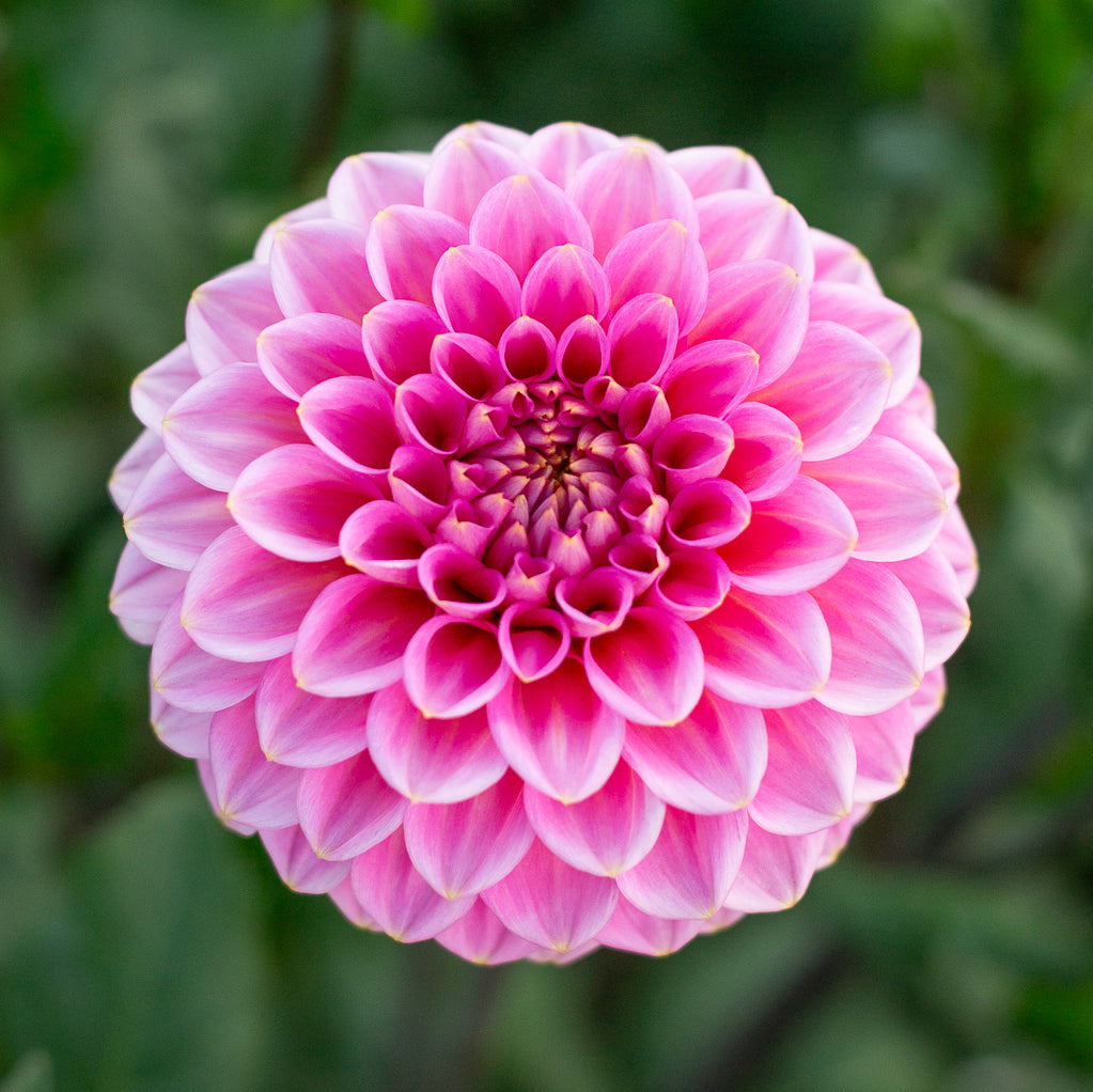 Dahlia 'Jenny's Treasure'