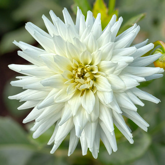 Dahlia 'Kenora Challenger' Tuber