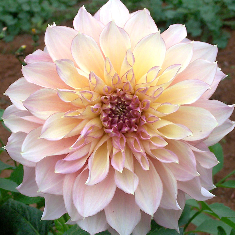 Dahlia 'Kotara' Tuber