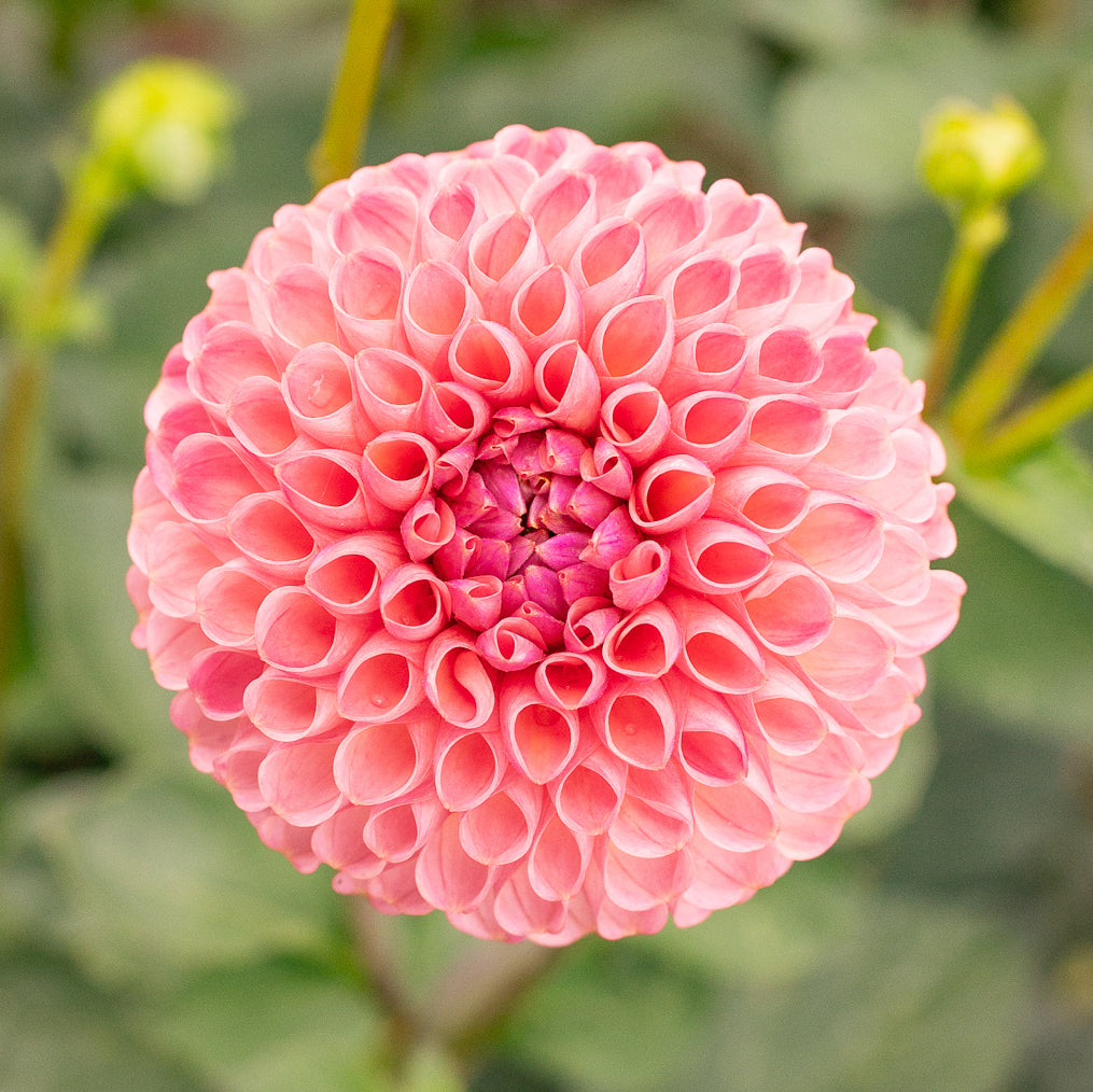 Dahlia 'Little Peaches'