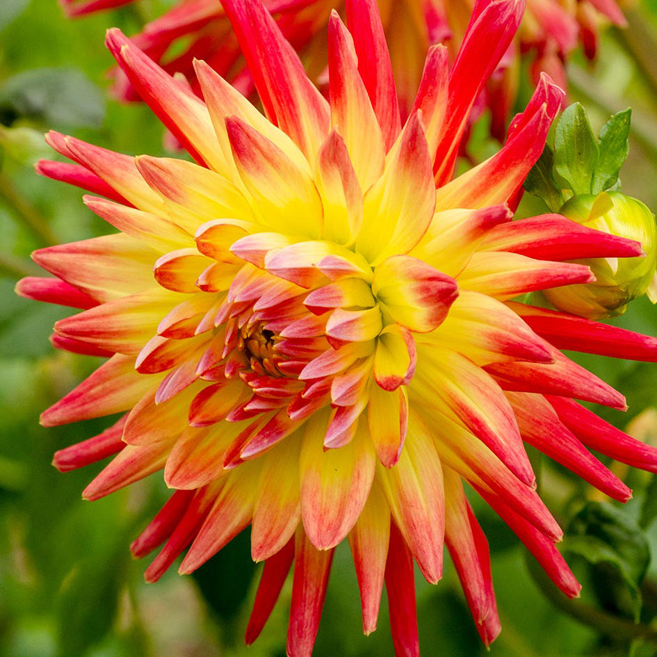 Dahlia 'Mountain Aurora' (1 Tuber)