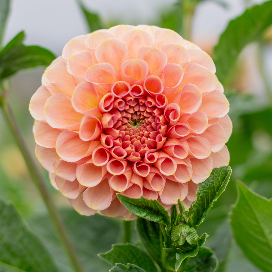 Dahlia 'Salmon Joy'