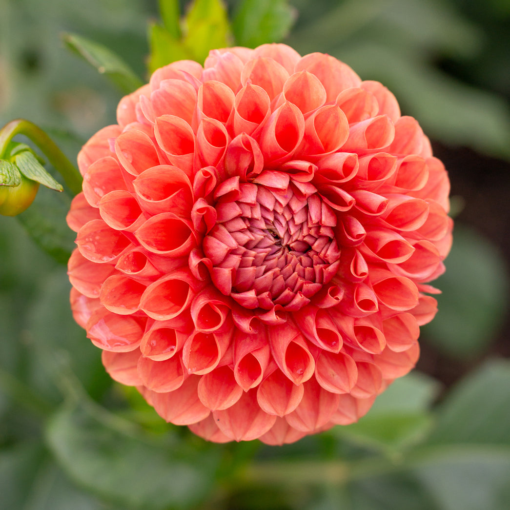 Dahlia 'Sheila'