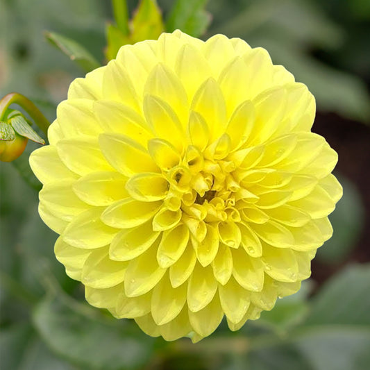 Dahlia 'XanZu Shelly' Tuber