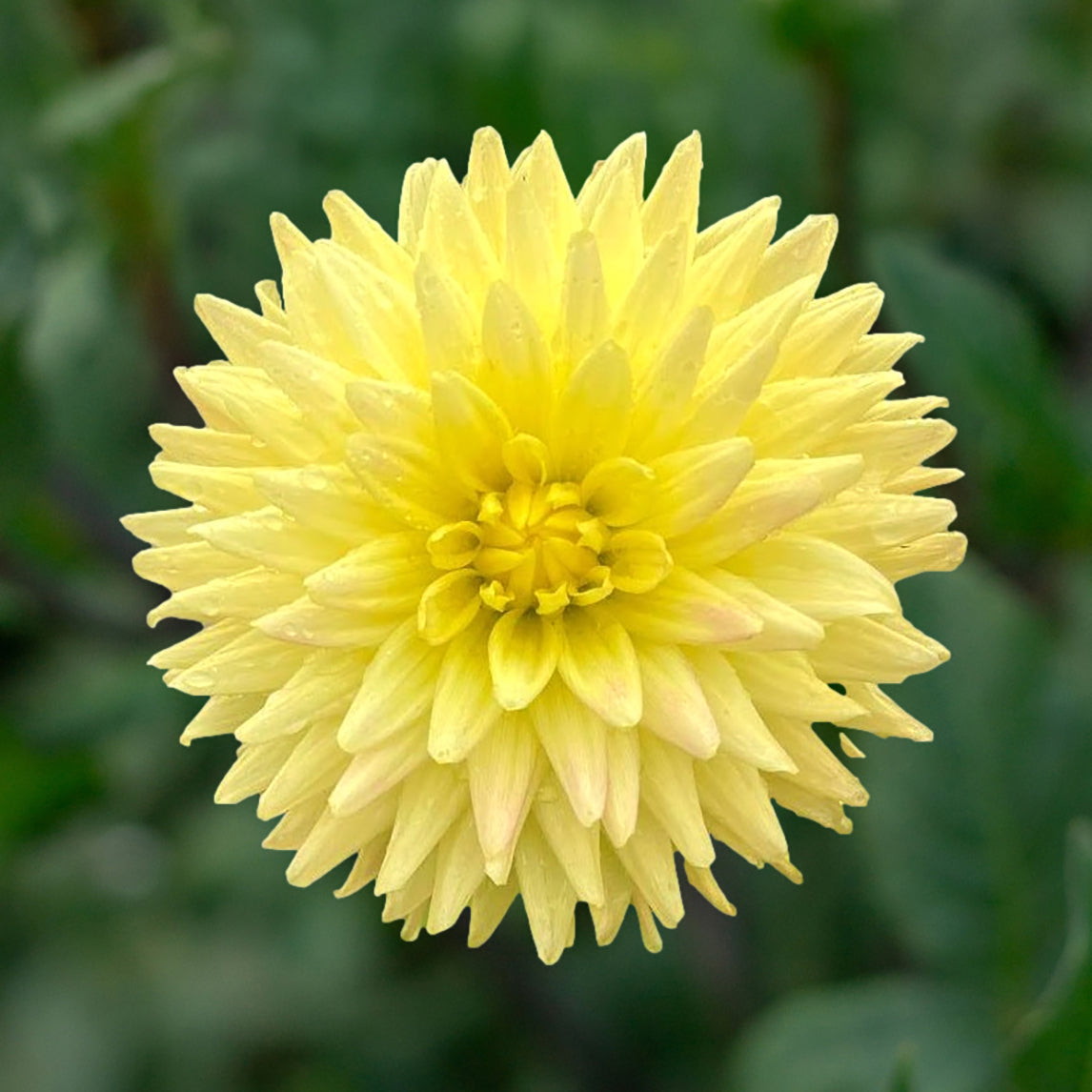 Dahlia 'XanZu Teddy Bear' Tuber