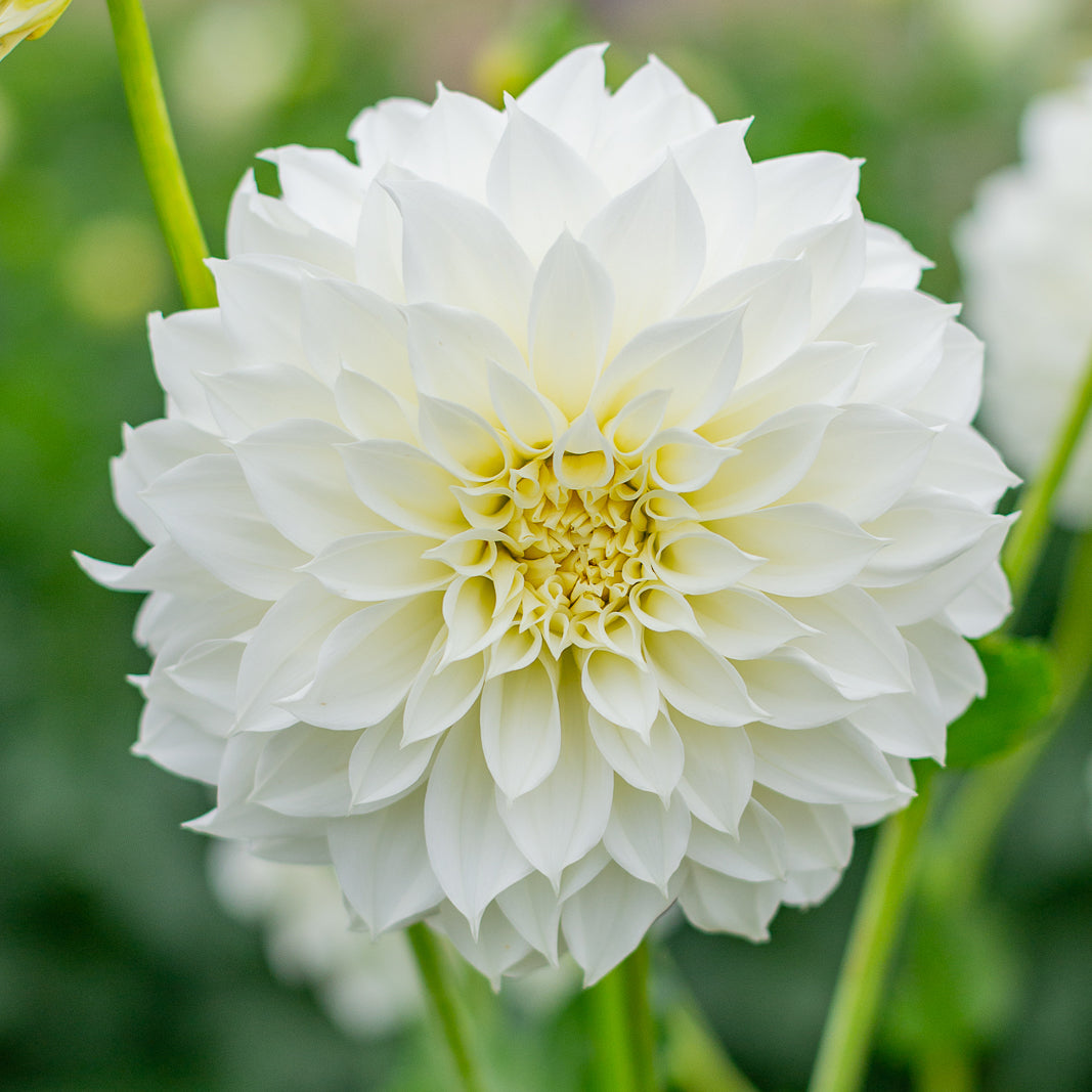 Dahlia 'Whipped Cream'