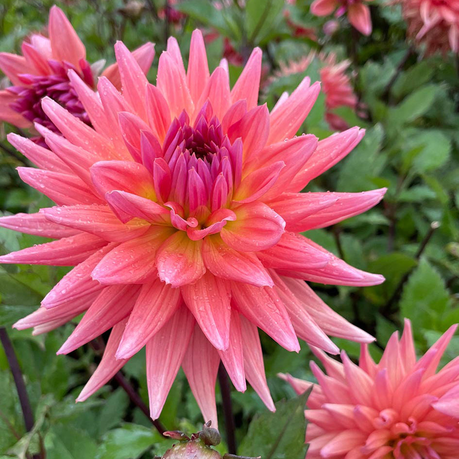Dahlia 'Winkie Mark'