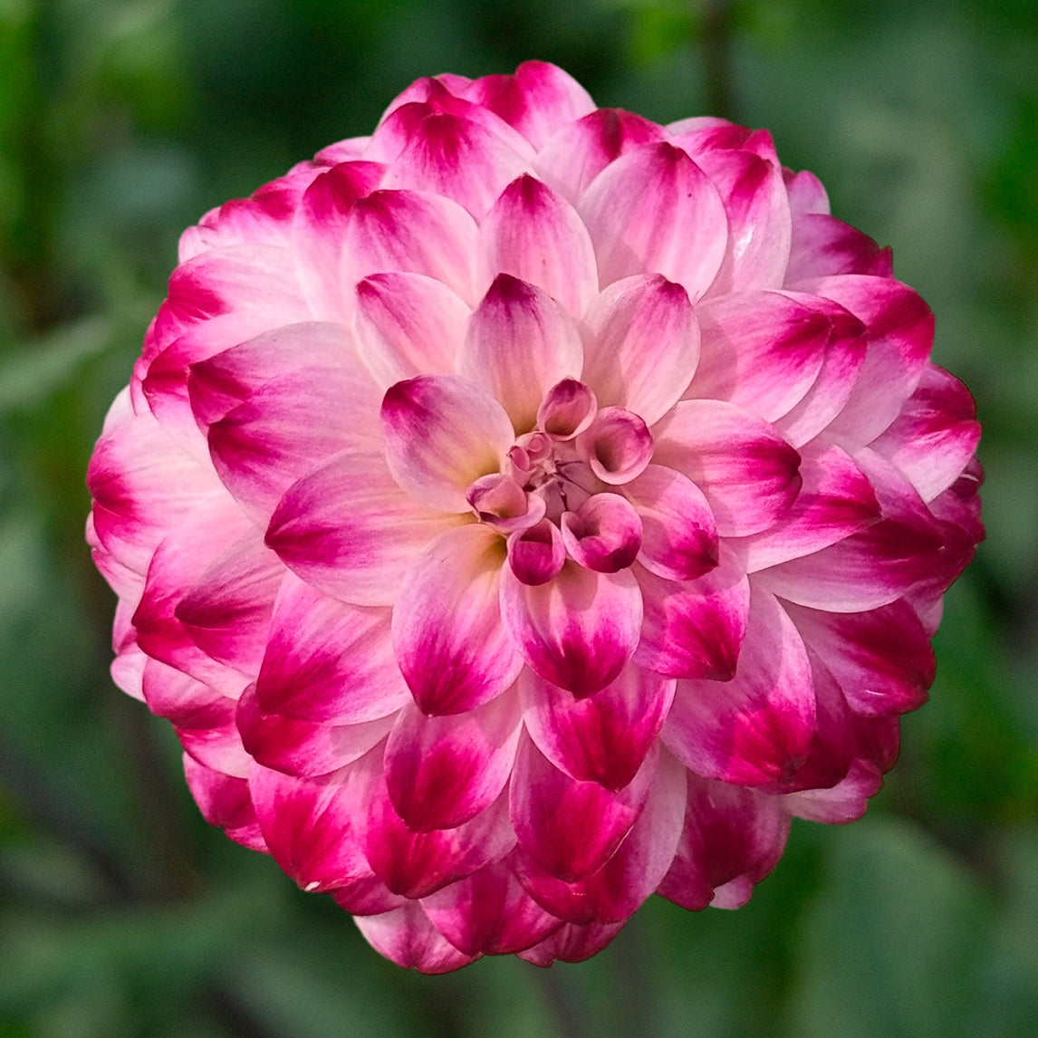 Dahlia 'Wine and Roses' Tuber