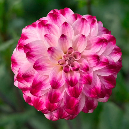 Dahlia 'Wine and Roses' Tuber