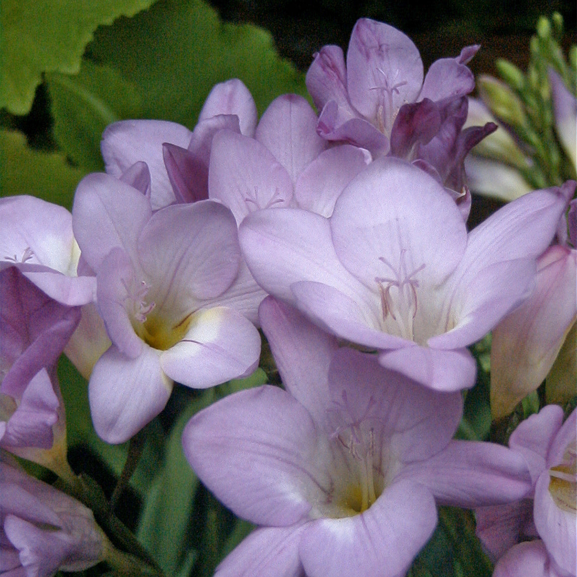 Freesia 'Blue'