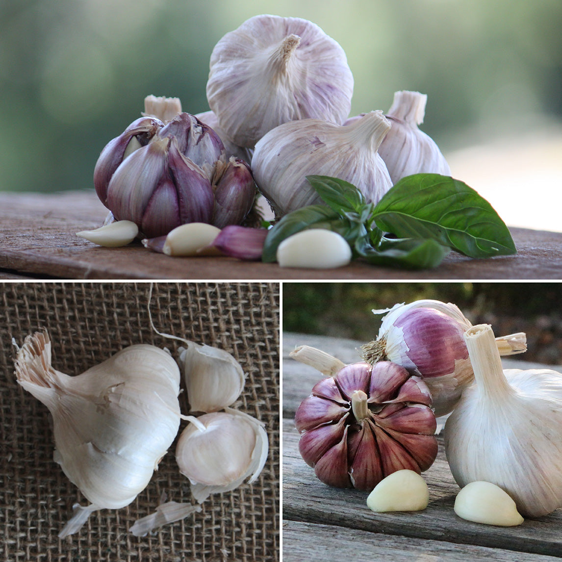 Garlic Kitchen Garden Collection - 6 Heads