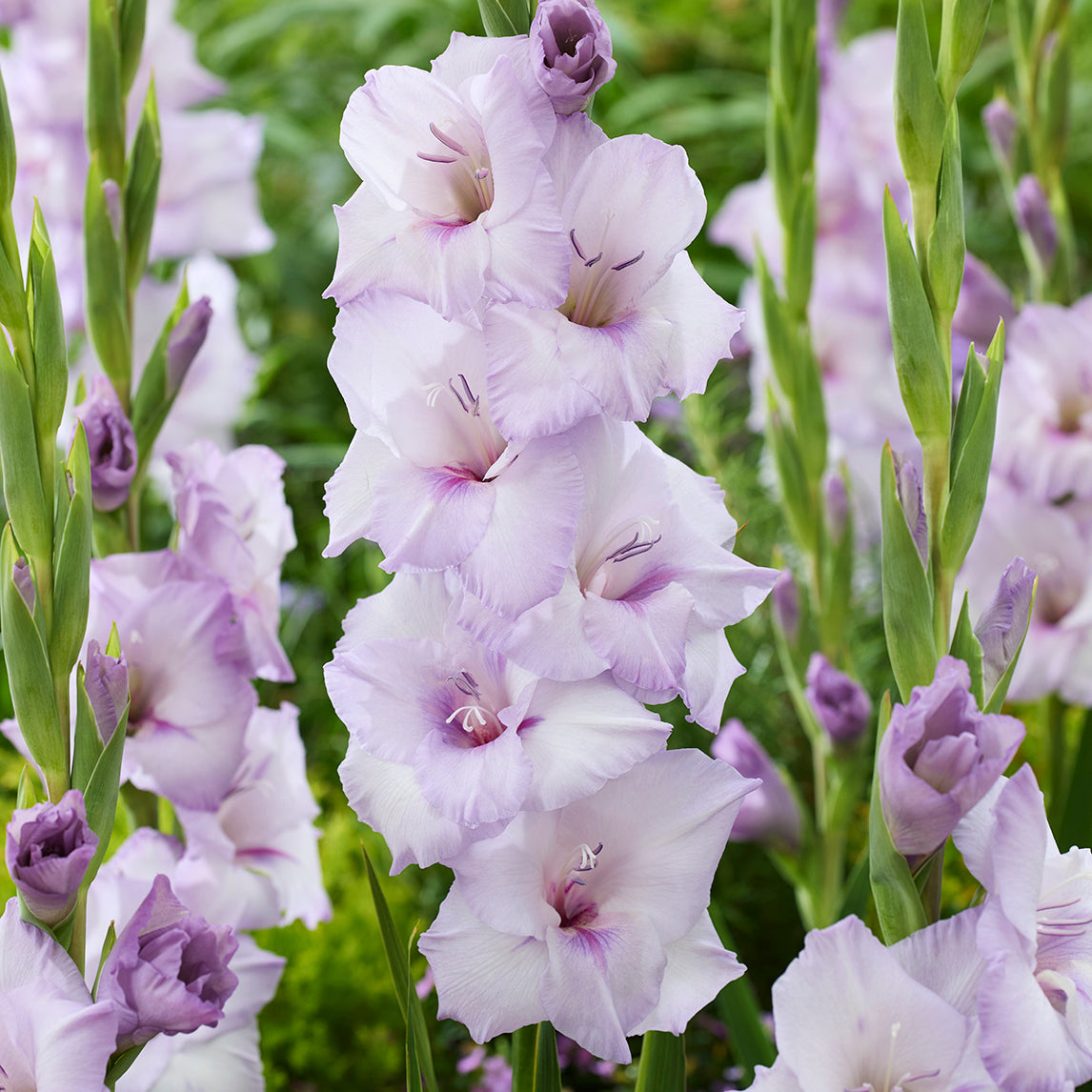 'Blue Tropic' (5 bulbs)