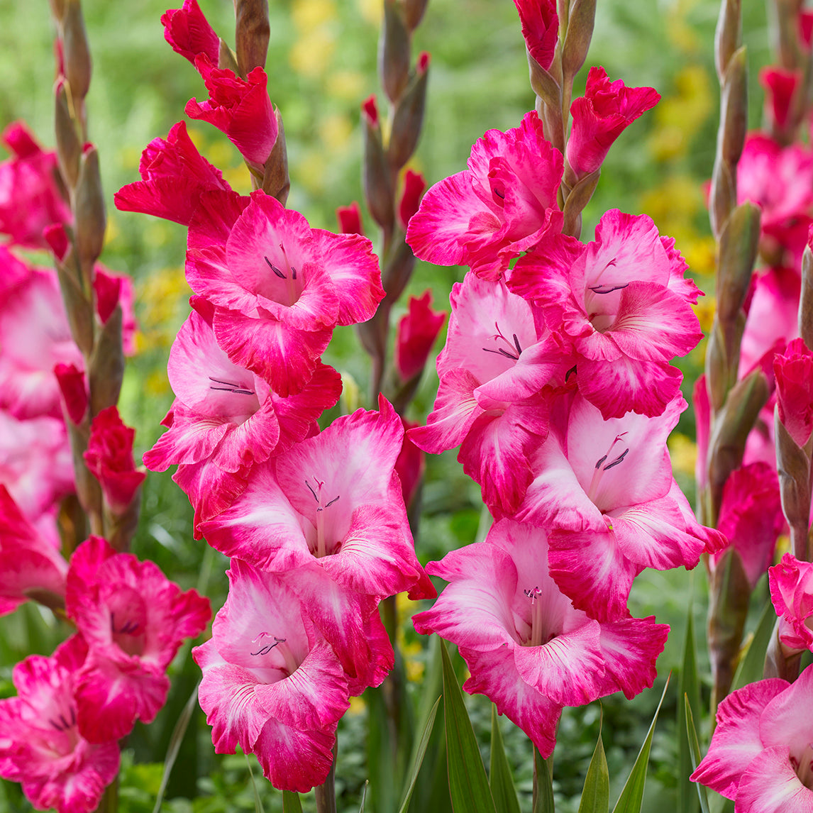 'Cantate' (5 bulbs)