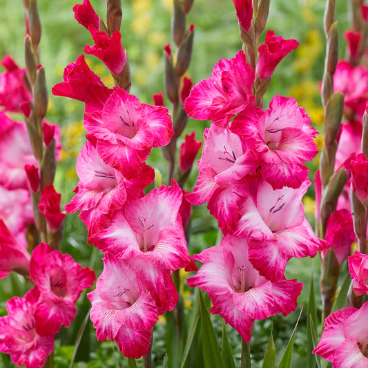 'Cantate' (5 bulbs)